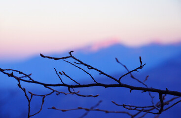 Branches against the background of the sunset sky in the mountains.