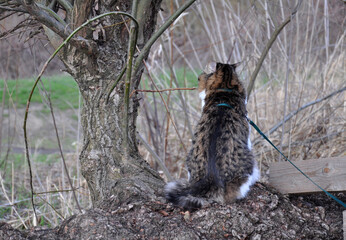The Kurilian Bobtail cat walks in the park on a leash in spring. The pet sits with its back. Fluffy cat bicolor striped.