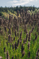 lavender field close-up 