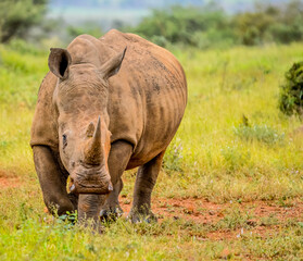 Fototapeta premium Portrait of an African white Rhinoceros or Rhino or Ceratotherium simum also know as Square lipped Rhinoceros in a South African game reserve