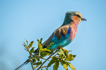 African lilac breasted roller (fork-tailed roller, lilac-throated roller, Mosilikatze's roller) is national bird of Kenya , isolated and perched on a tree