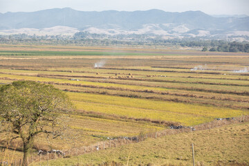 Fototapeta premium Plantação do cerrado com linda paisagem de fundo da natureza. 