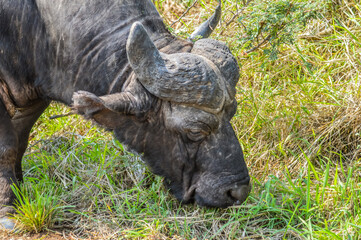 Large African cape buffalo or Syncerus caffer caffer in a game reserve in South Africa