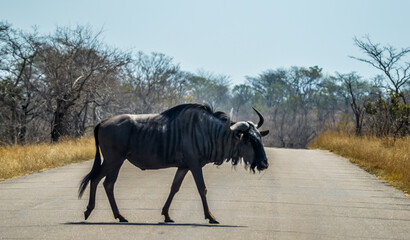 Portrait of an isolated Blue wildebeest or gnu ungulate or connochaetes Taurinus in a South African...