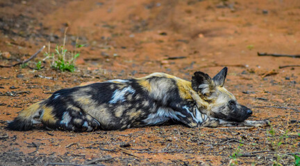 Portrait of African wild painted dog or Lycaon Pictus taken during a safari in a game reserve in South Africa