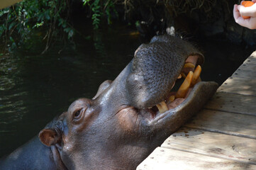 Domesticated, tamed and pet Hippo called Jessica in Hoedspruit South Africa