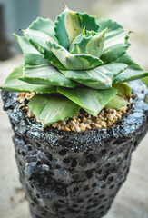 Beautiful agave isthmensis ohi raijin on handmade concrete artisan pot