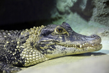 Crocodile in the terrarium at the zoo close-up