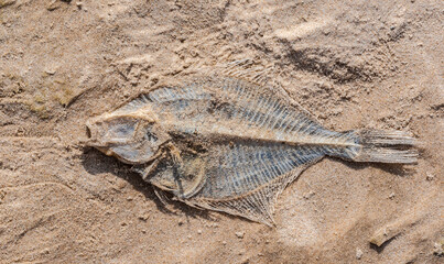 Dry European plaice fish (Pleuronectes platessa) on a sea shore