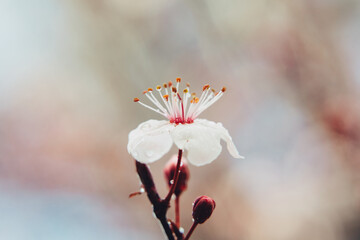 blossom macro © Leanne