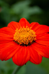 Rot-Orange Blüten 