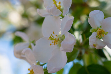 Obraz premium Apple tree flowers and green leaves.