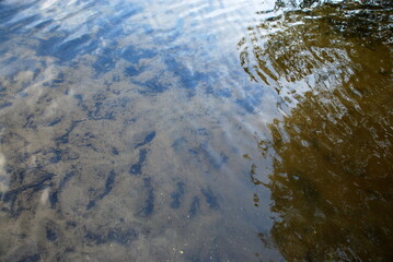 Reflection of trees in clear water. From the almost flat surface of clean transparent water through which you can see the sandy bottom, the branches of the trees standing on the shore are reflected.