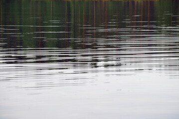 Thin lines on the surface of the lake. Summer evening, the water surface of a forest lake along which circles scatter from light excitement, forming many black lines on a white background.