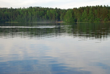 Semicircular waves on the surface of a forest lake. Summer evening, the water surface of a forest lake along which krguis scatter from light excitement. Above, a bright sky with white clouds.