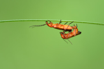 Close-up of two small brown soft beetles (Rhagonycha), which are busy with reproduction as a pair on a narrow blade of grass