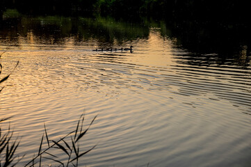 Lake at sunset. Silhouettes of ducks on the water surface.