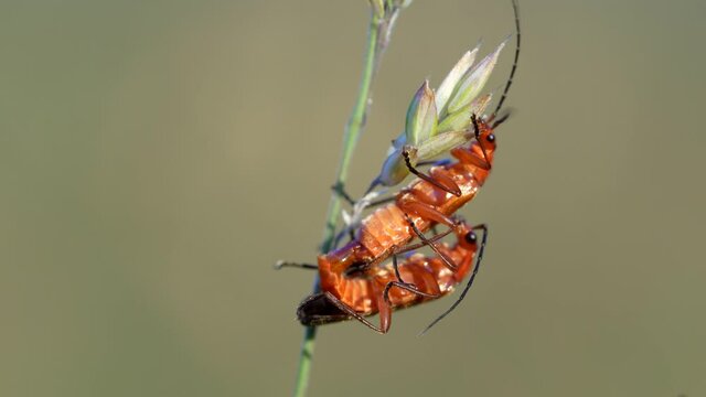 Rhagonycha fulva.Red soldier beetle, Red cuirassier. Beetle of the Cantharidae family