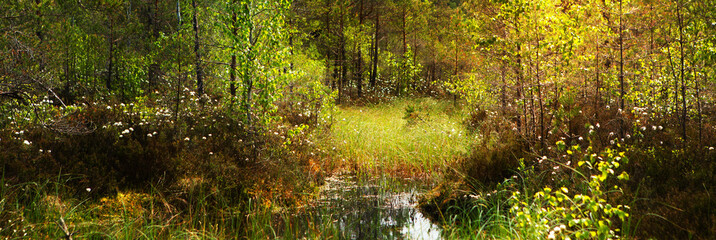 Conservation area, swamp surrounded by pines reflecting in the water.