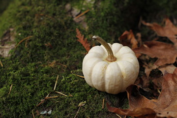 Small white pumpkin sitting on top of moss with some autumn leaves. 