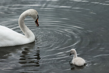 swan (cygnus olor) mother and a young chicklet swimming together on calm dark water