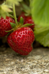 close-up shot of a ripe strawberry still on the plant with other strawberries behind and a large green leaf