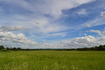 Fototapeta premium grass and blue sky