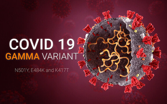 COVID 19 coronavirus Gamma variant Sars ncov 2 2021. gamma Strain. Brasil Coronavirus gamma variant. 3D illustration
