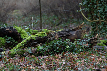 moss on a tree stump in the forest
