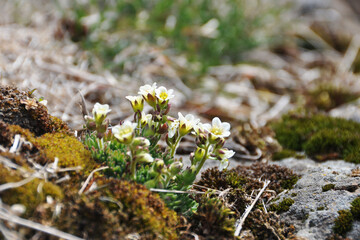 Wildflowers fjord landscape