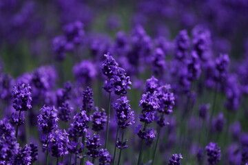 Obraz premium 羊ヶ丘展望台のラベンダー畑