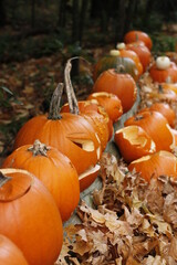 Jack O Lanterns left in Mount Douglas Park in Victoria BC after Halloween.