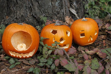 Jack O Lanterns left in Mount Douglas Park in Victoria BC after Halloween.
