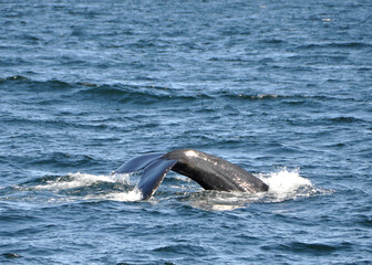 Icelandic humpback whale tail