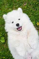 Funny Samoyed puppy dog top view on the green grass
