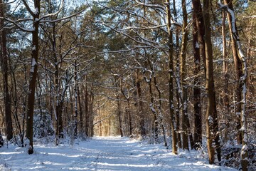 Nature reserve De Vloeiweide in Rijsbergen- The Netherlands