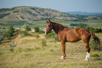 Obraz premium A horse grazes in a field on a summer day