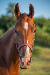 Close-up portrait of brown horse