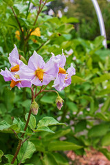 Blossoms on a potato plant in the garden