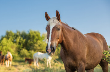 Obraz na płótnie Canvas Close-up portrait of brown horse