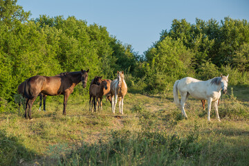 Naklejka na ściany i meble Horses graze in a field on a summer day