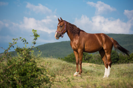 A horse grazes in a field on a summer day