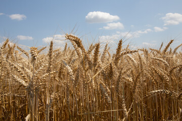 Weizen / Triticum aestivum / begrannter Weichweizen / wheat / blé barbu
