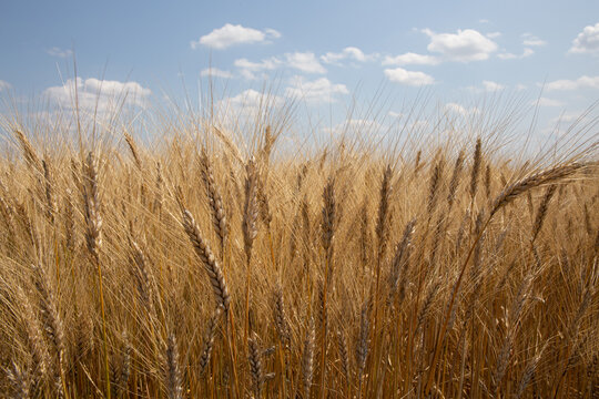 Hartweizen / Triticum durum / durum wheat / pasta wheat / bl&eacute; dur