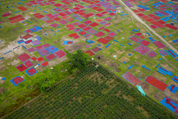 Aerial view of people working in fields drying red chilies at Mirzapur, Panchagarh, Bangladesh.