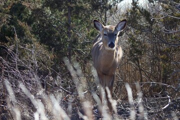 deer in the forest