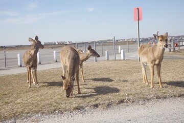 Deer on dry grass