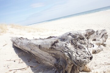 driftwood on the beach
