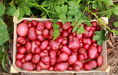 red colored potatoes close-up in a box selective focus.