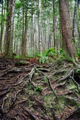 Exposed tree roots in a forest on the West Coast of Vancouver Island, British Columbia, Canada. 
